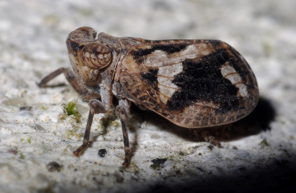 Fulgoromorpha Issidae...Agalmatium ? No,   Latilica sp.