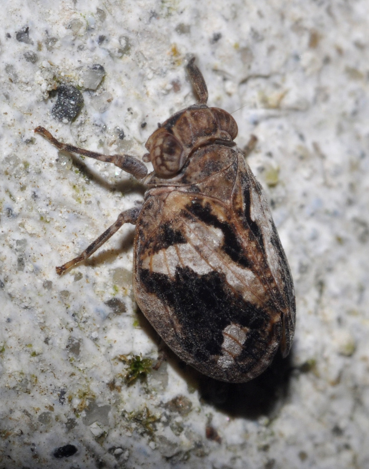 Fulgoromorpha Issidae...Agalmatium ? No,   Latilica sp.