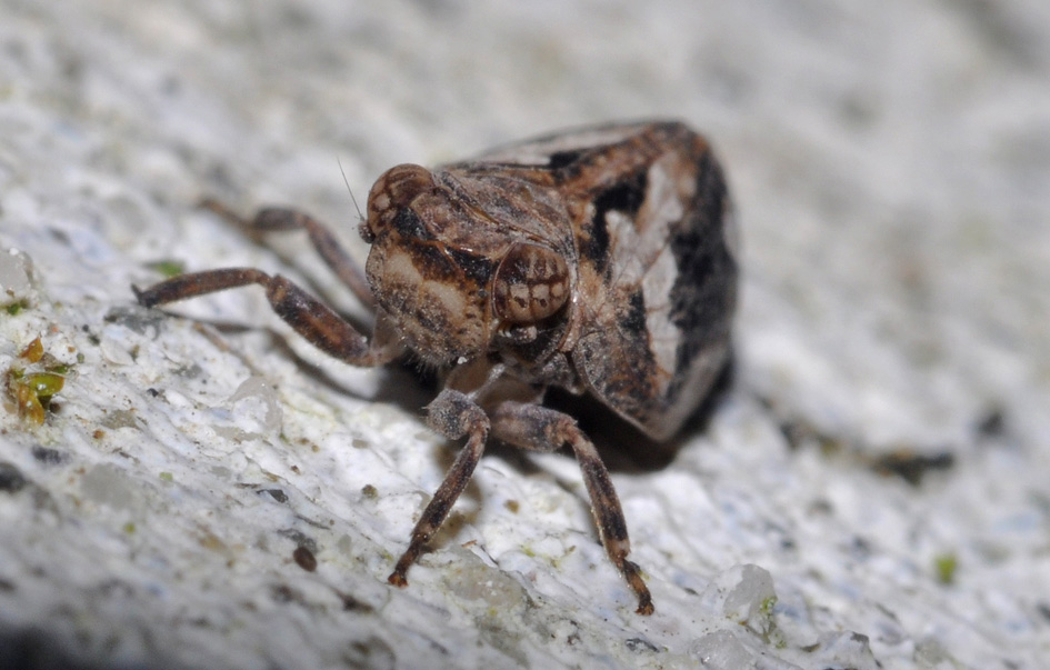 Fulgoromorpha Issidae...Agalmatium ? No,   Latilica sp.