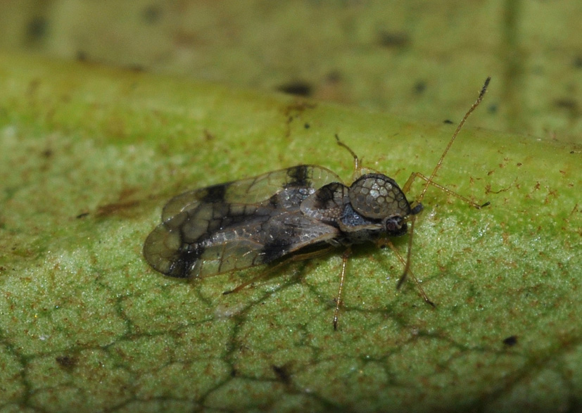 Tingidae: Stephanitis pyrioides, nuovo parassita dell''Azalea