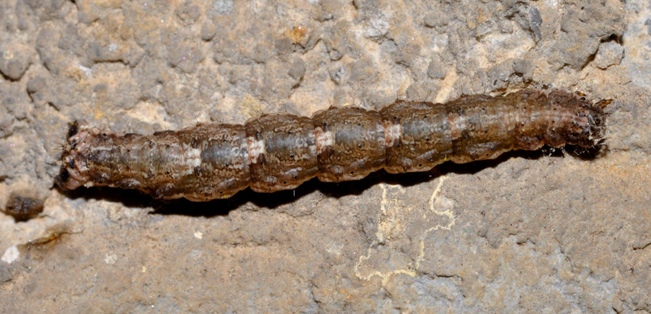 bruco da identificare