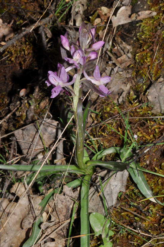 Dactylorhiza romana