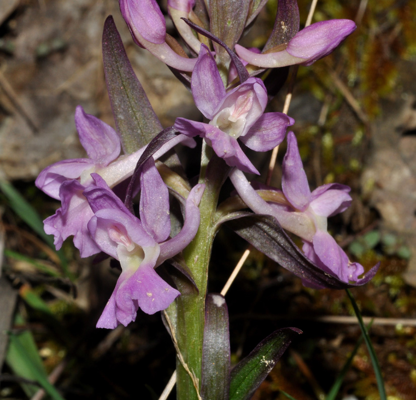 Dactylorhiza romana