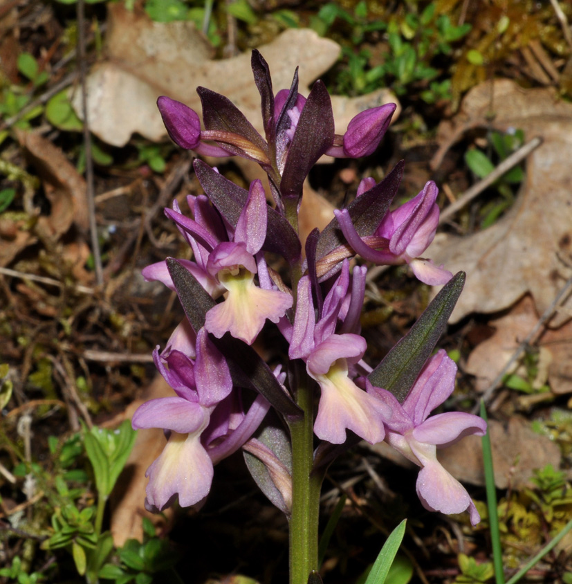 Dactylorhiza romana