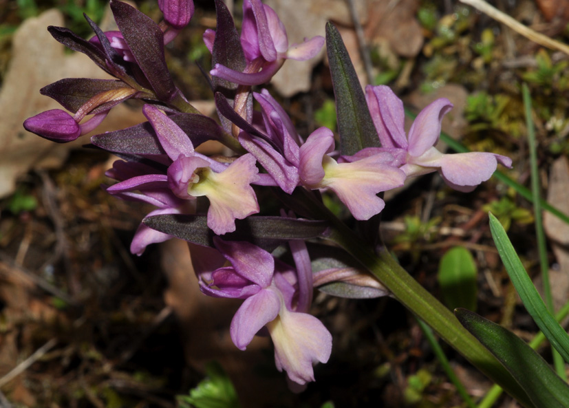 Dactylorhiza romana