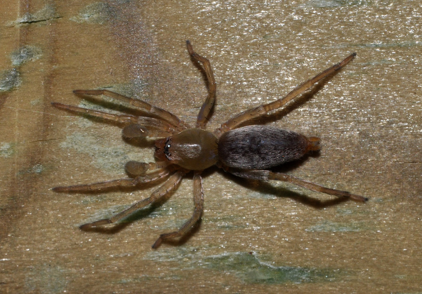 Clubiona sp.