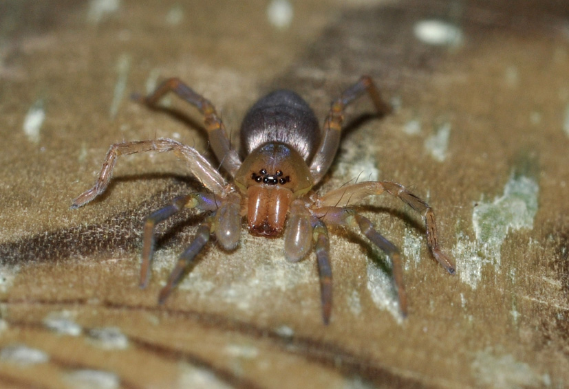 Clubiona sp.