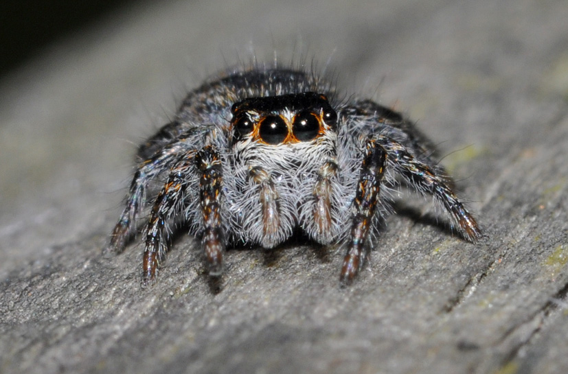 Philaeus chrysops