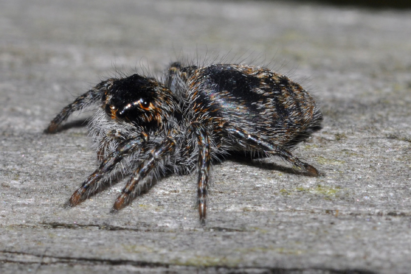 Philaeus chrysops