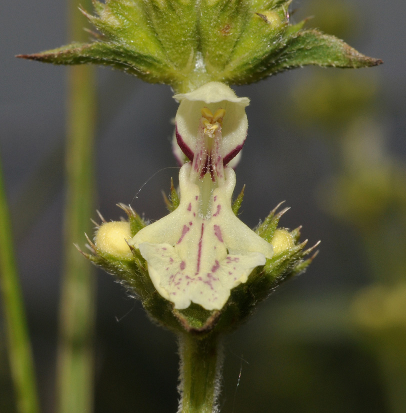 aiuto id - Stachys cfr. recta