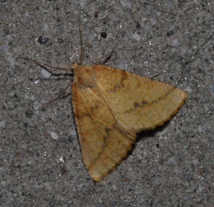 Geometridae?