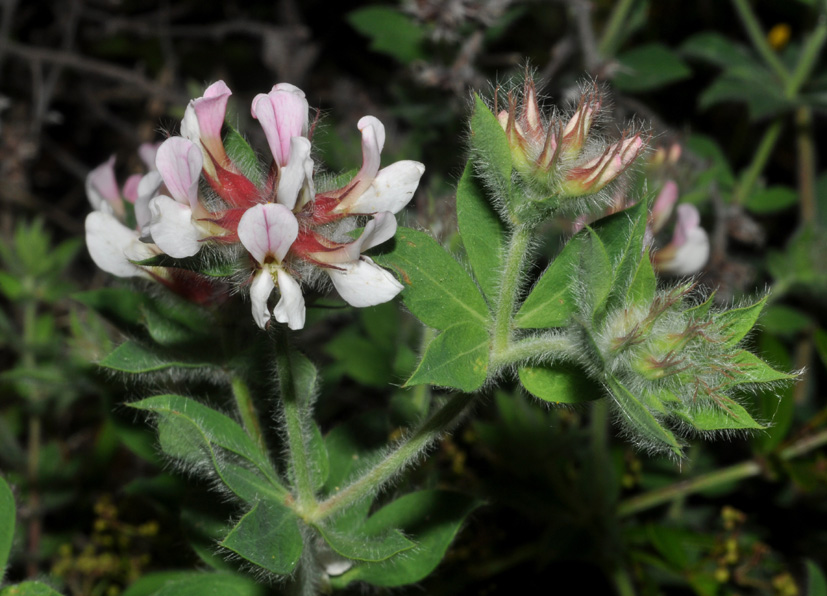 Lotus hirsutus (=Dorycnium hirsutum) / Trifoglino irsuto