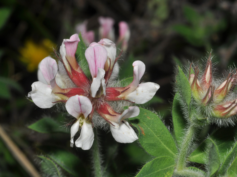Lotus hirsutus (=Dorycnium hirsutum) / Trifoglino irsuto