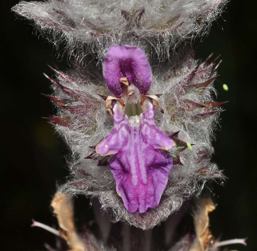 aiuto id (2) - Stachys cfr. germanica