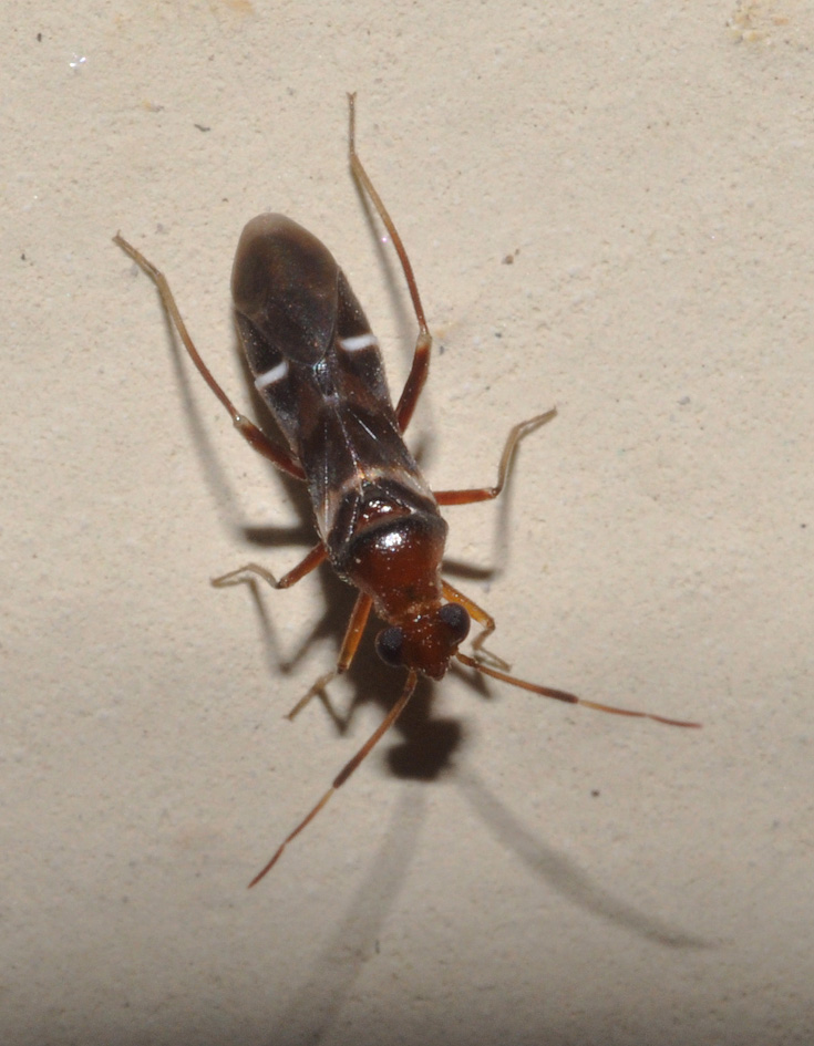 Miridae: Mimocoris rugicollis della Toscana (AR)