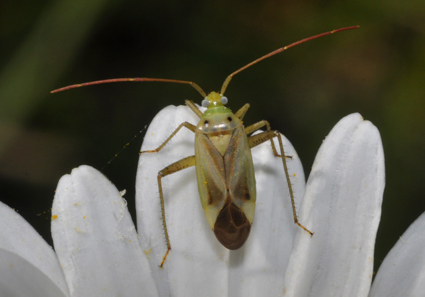 Adelphocoris? S, A.lineolatus  della Toscana (AR)