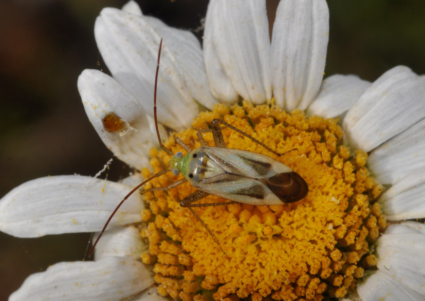 Adelphocoris? S, A.lineolatus  della Toscana (AR)
