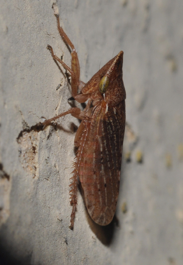 Cicadellidae: Aphrodes makarovi femmina della Toscana (AR)