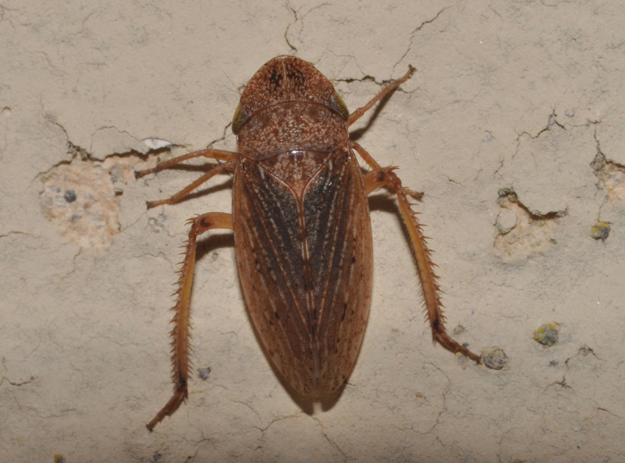 Cicadellidae: Aphrodes makarovi femmina della Toscana (AR)