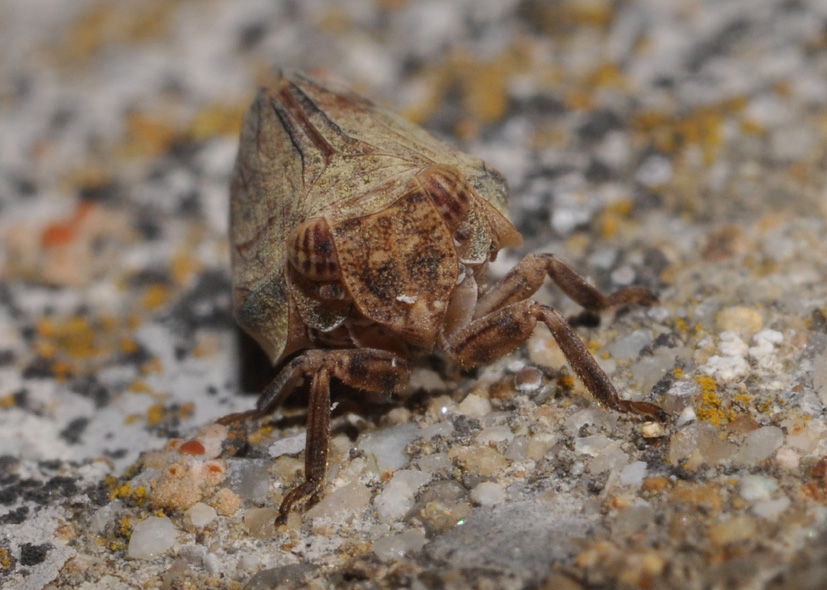 Issidae 2 - Agalmatium flavescens