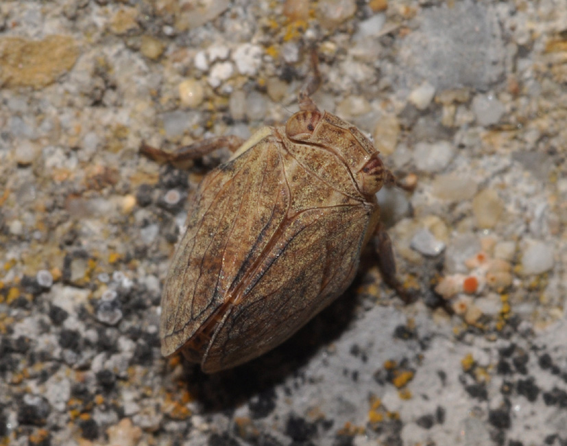Issidae 2 - Agalmatium flavescens