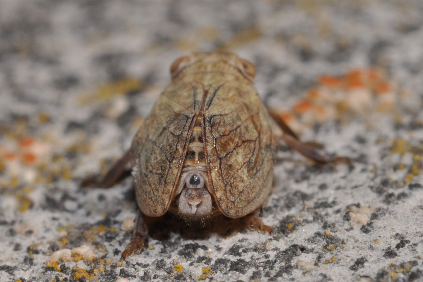 Issidae 2 - Agalmatium flavescens