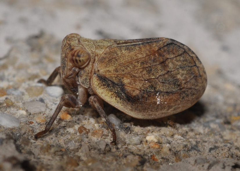 Issidae 2 - Agalmatium flavescens