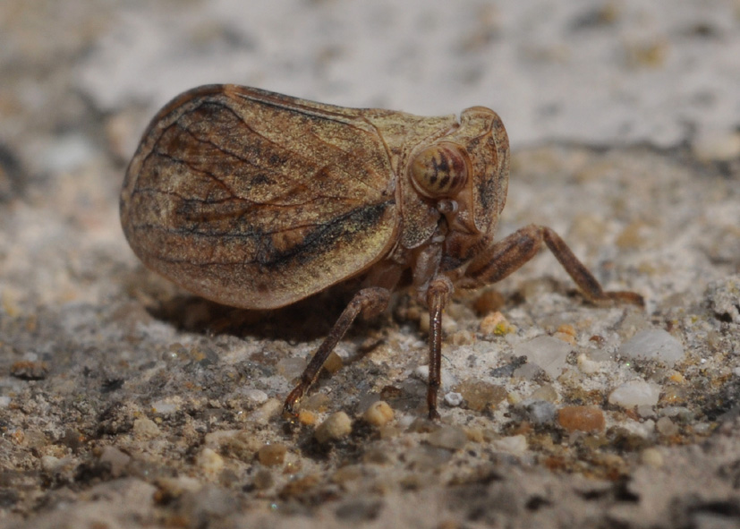 Issidae 2 - Agalmatium flavescens