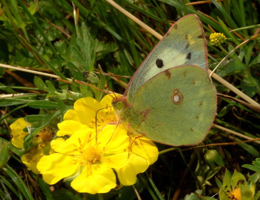 Colias...
