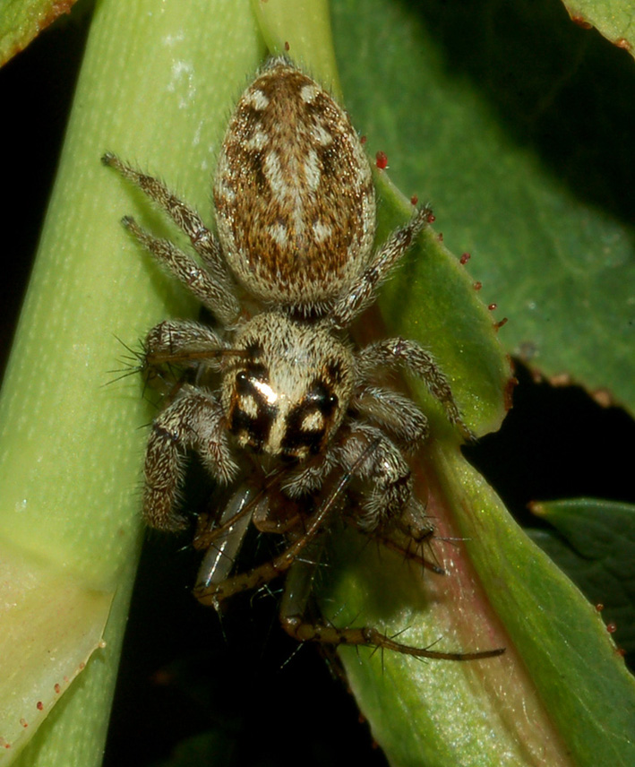 Macaroeris nidicolens preda Mangora acalypha