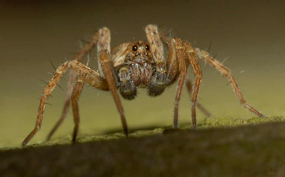 Pardosa sp.