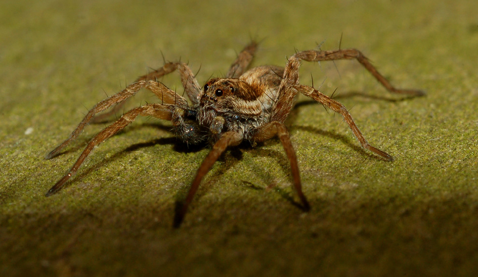 Pardosa sp.