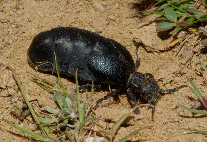 Meloidae da identificare: Meloe (Meloegonius) cicatricosus