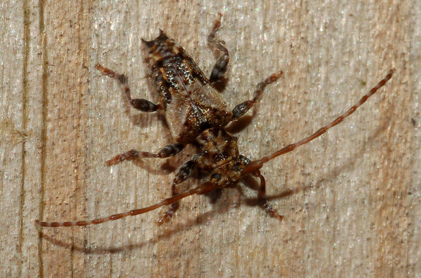 Cerambycidae: Pogonocherus hispidus