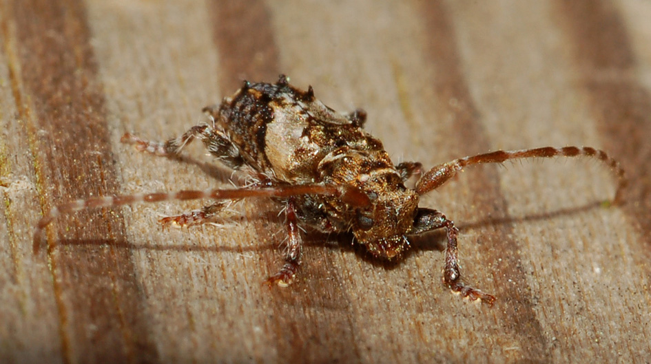 Cerambycidae: Pogonocherus hispidus