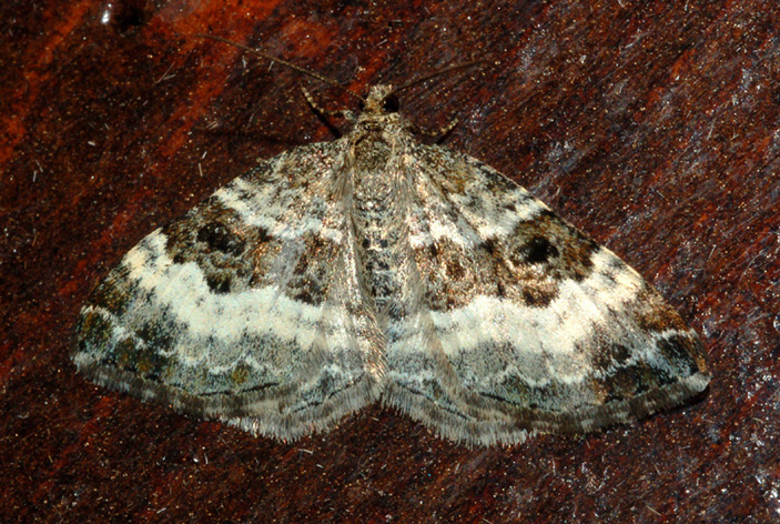 Geometridae: aiuto ID (4)