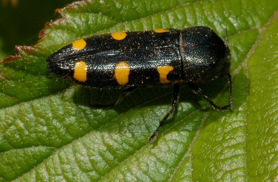 Buprestidae?: Ptosima undecimmaculata