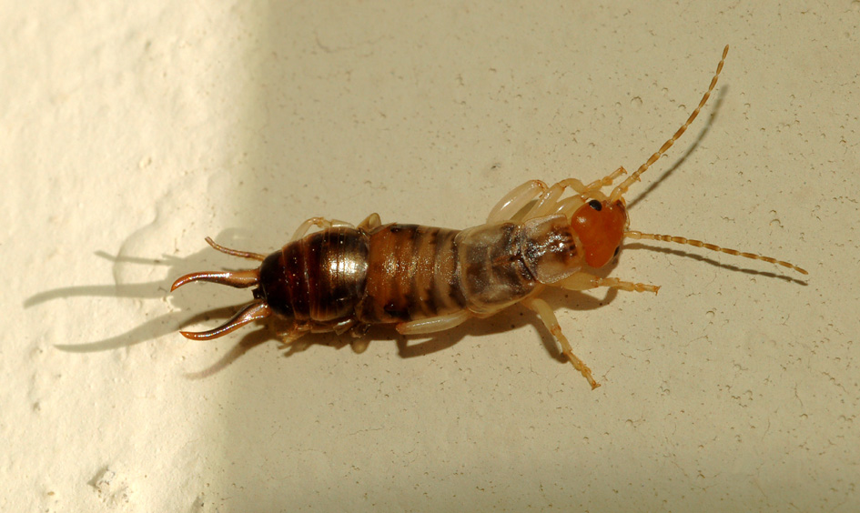 Forficula  decipiens da Cavriglia (AR)