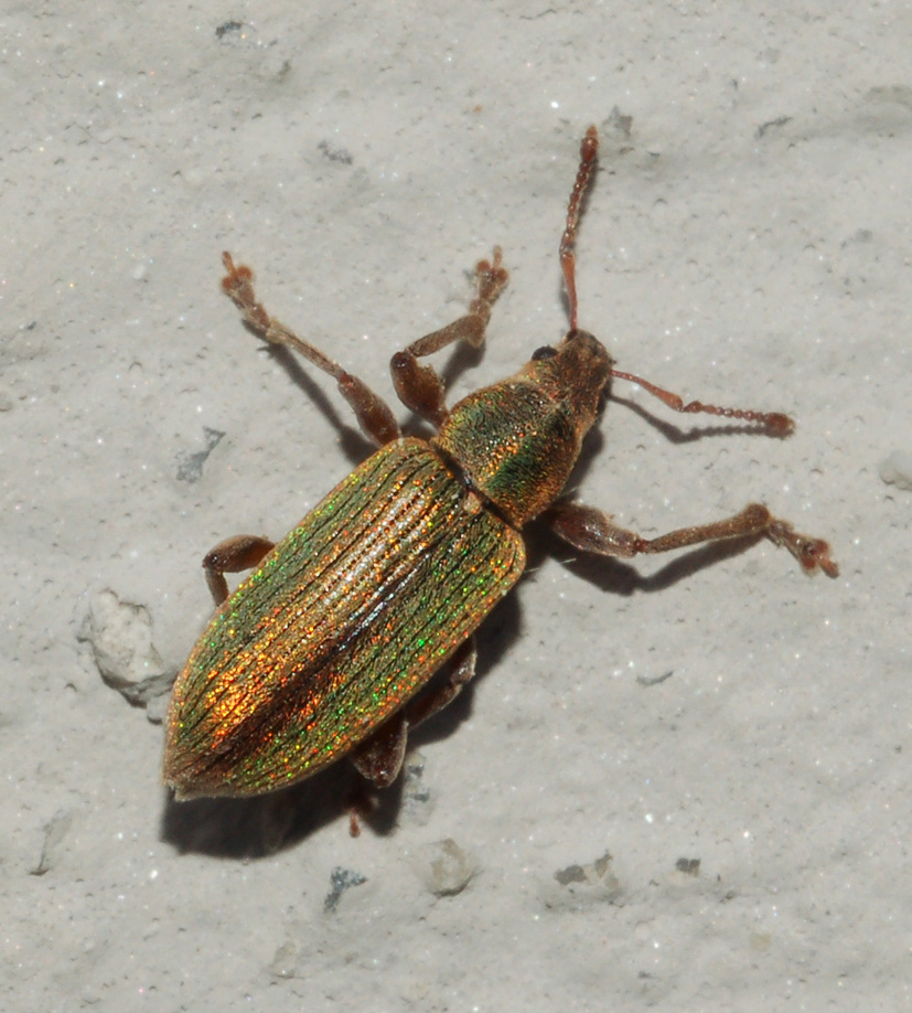 ancora Curculionidae:  Phyllobius sp.
