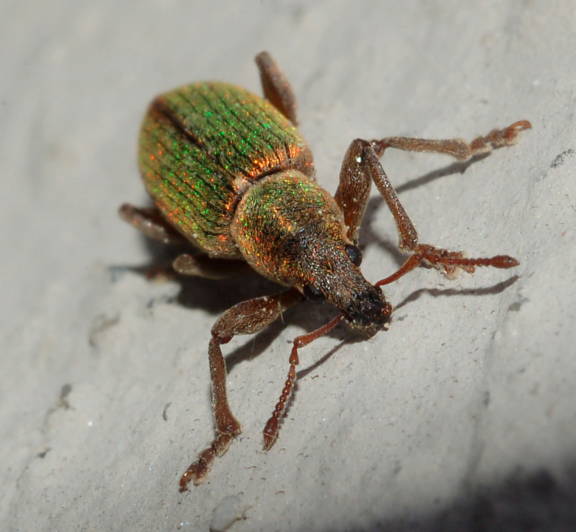 ancora Curculionidae:  Phyllobius sp.