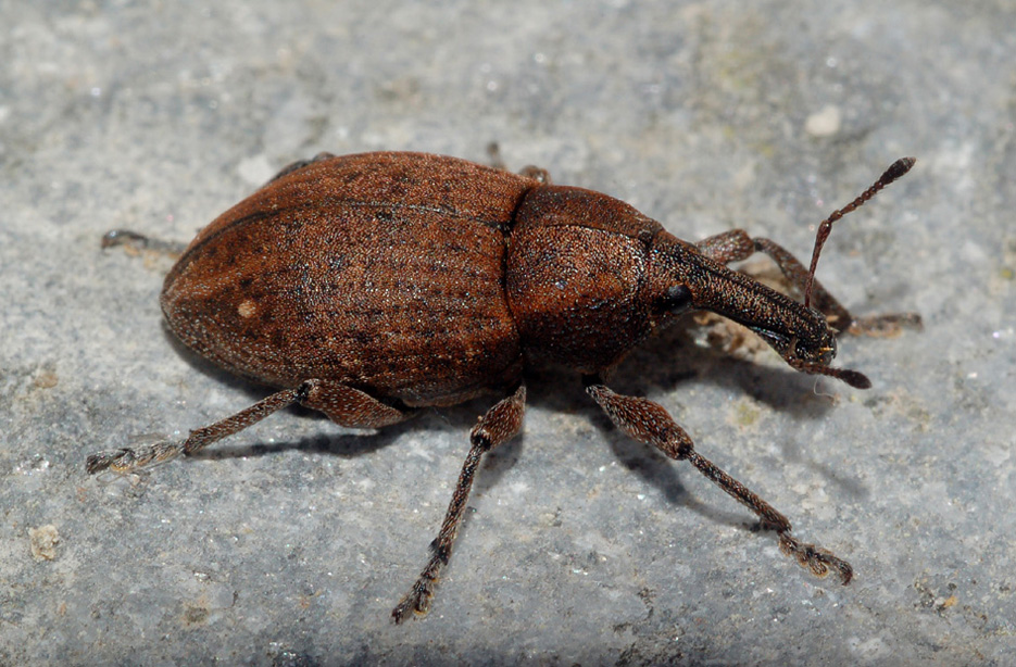 altro Curculionidae: Lepyrus cfr capucinus