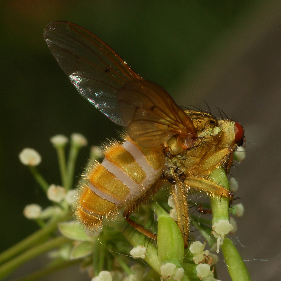 Cos''è successo a questa mosca?
