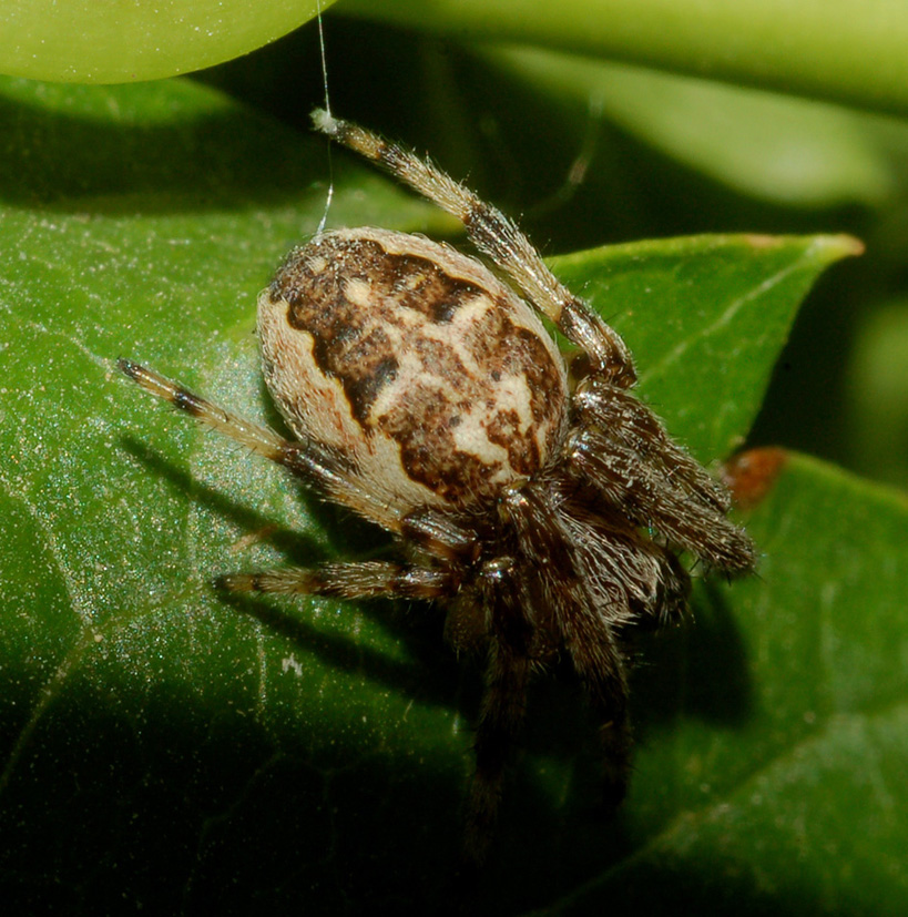 Larinioides sp.
