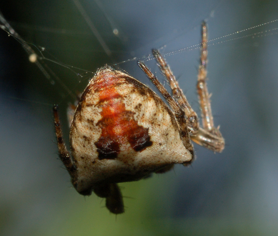 Gibbaranea sp.