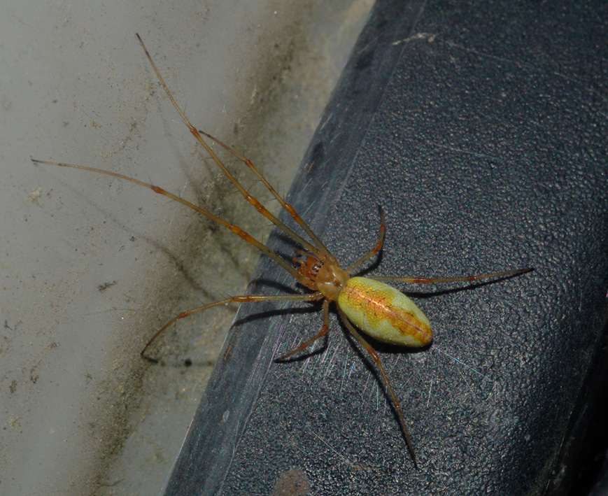 Tetragnatha sp.