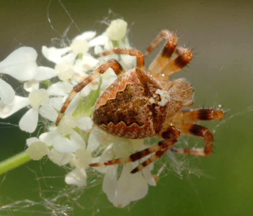 Araneus sp.