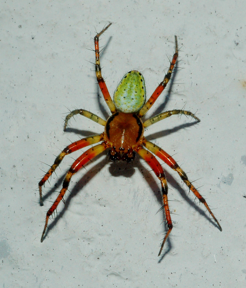 Araniella sp.