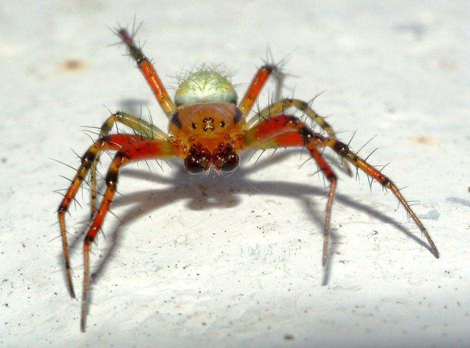 Araniella sp.