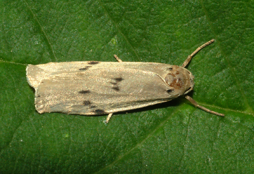 Tortricidae (?): aiuto id (2)