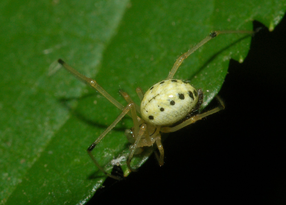 Enoplognatha sp.